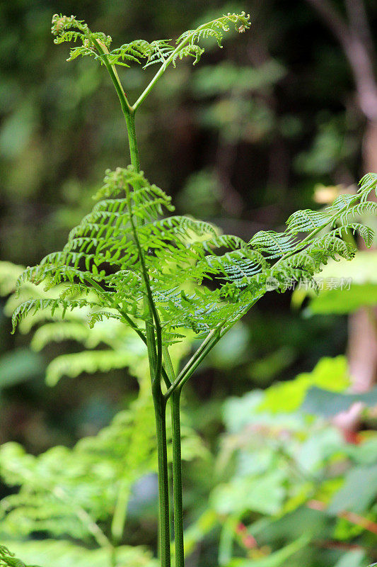 蕨类植物(蕨类植物)生长在林地的叶/叶上